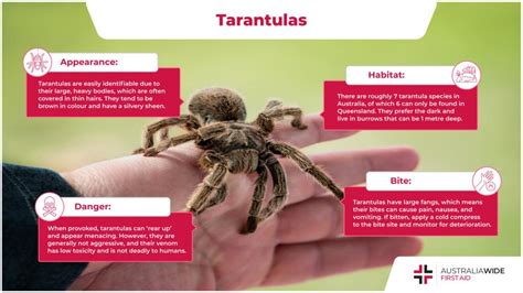 tarantula spider facts.